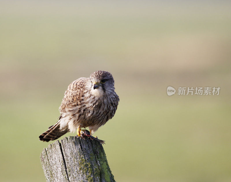 雌红隼(Falco tinnunculus)与猎物(青蛙)